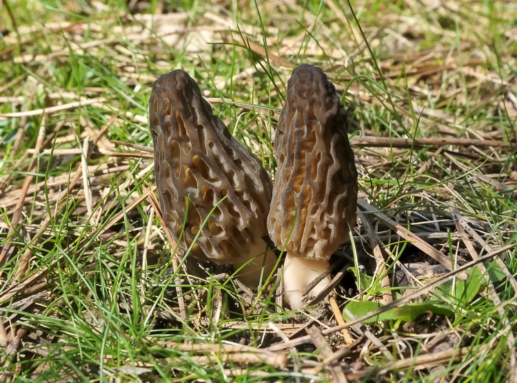 Morchella sp. -  Escursione